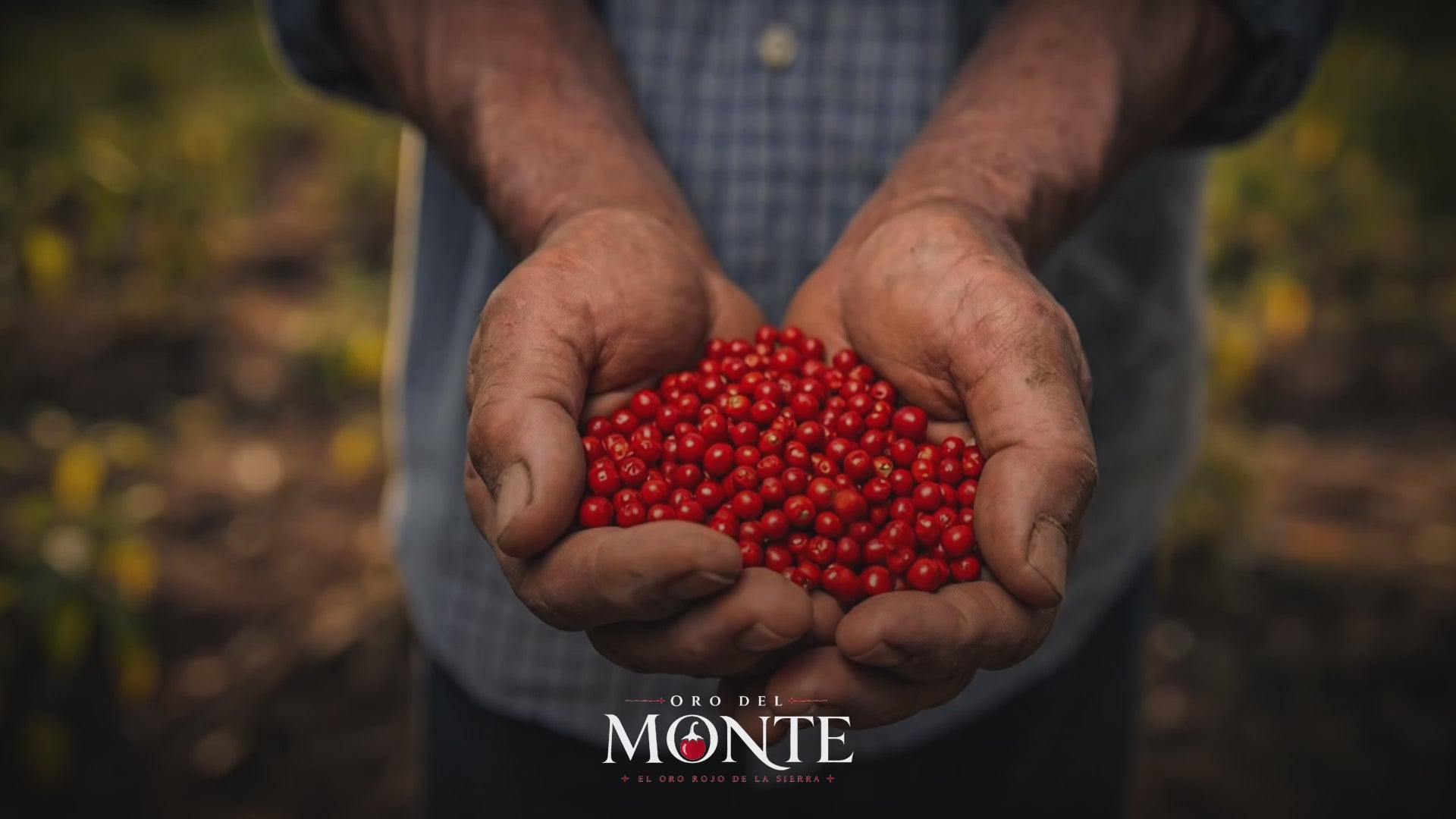 Chiltepín de Sonora seleccionado Oro Del Monte